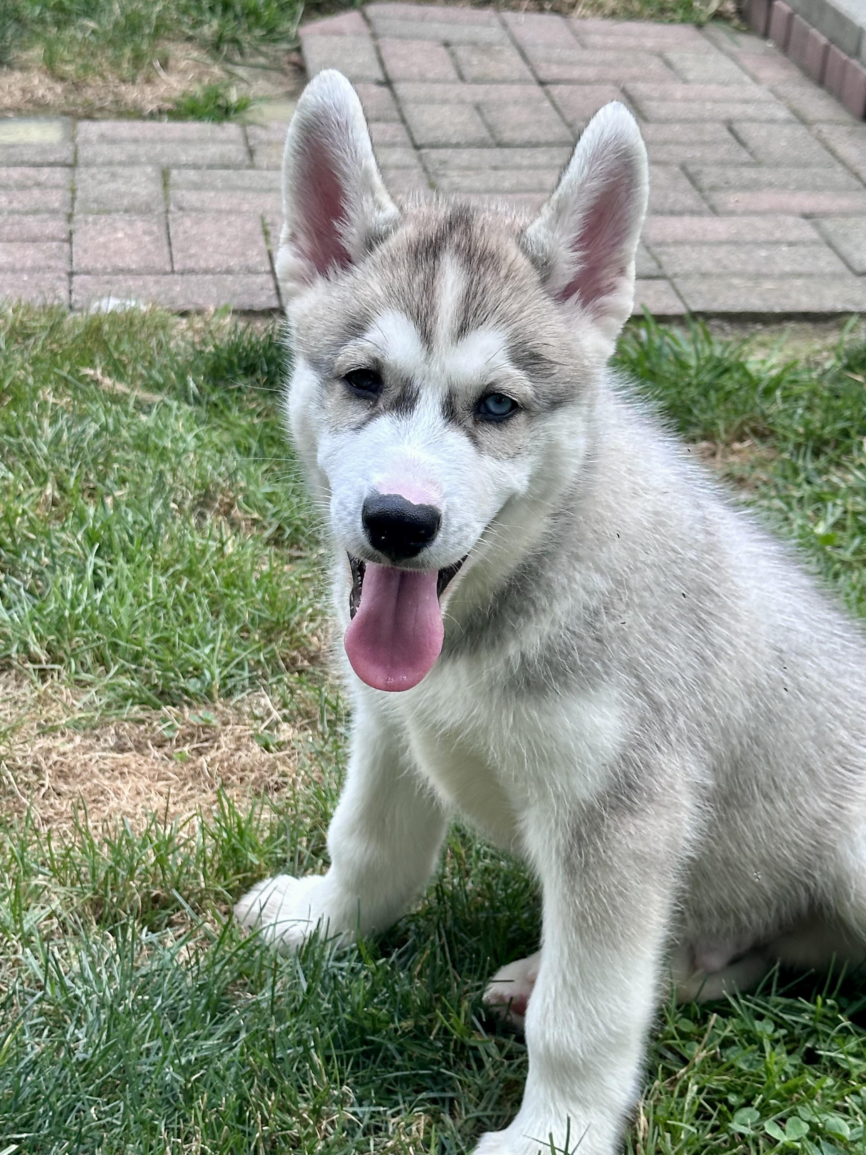 Artemis, adopted, Puppy Male Husky & German Shepherd Dog.