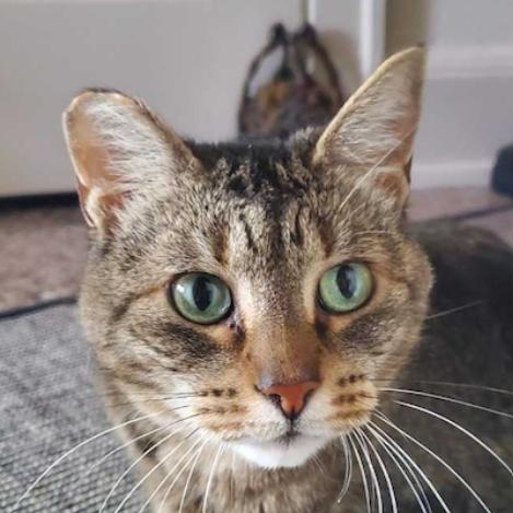 Beans, ADOPTABLE, Adult Female Domestic Short Hair.