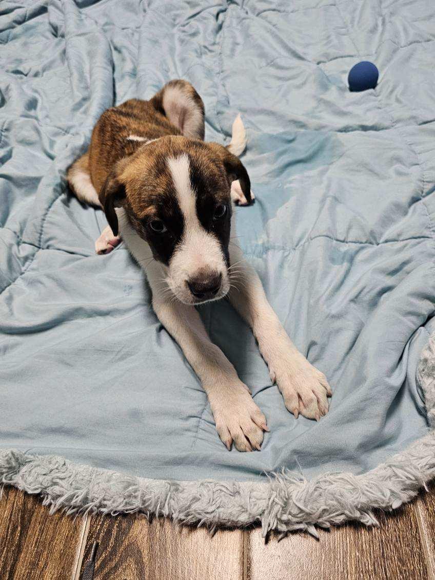 Enlarge Beethoven, a Adoptable mixed breed in Hearne, TX image 1/3