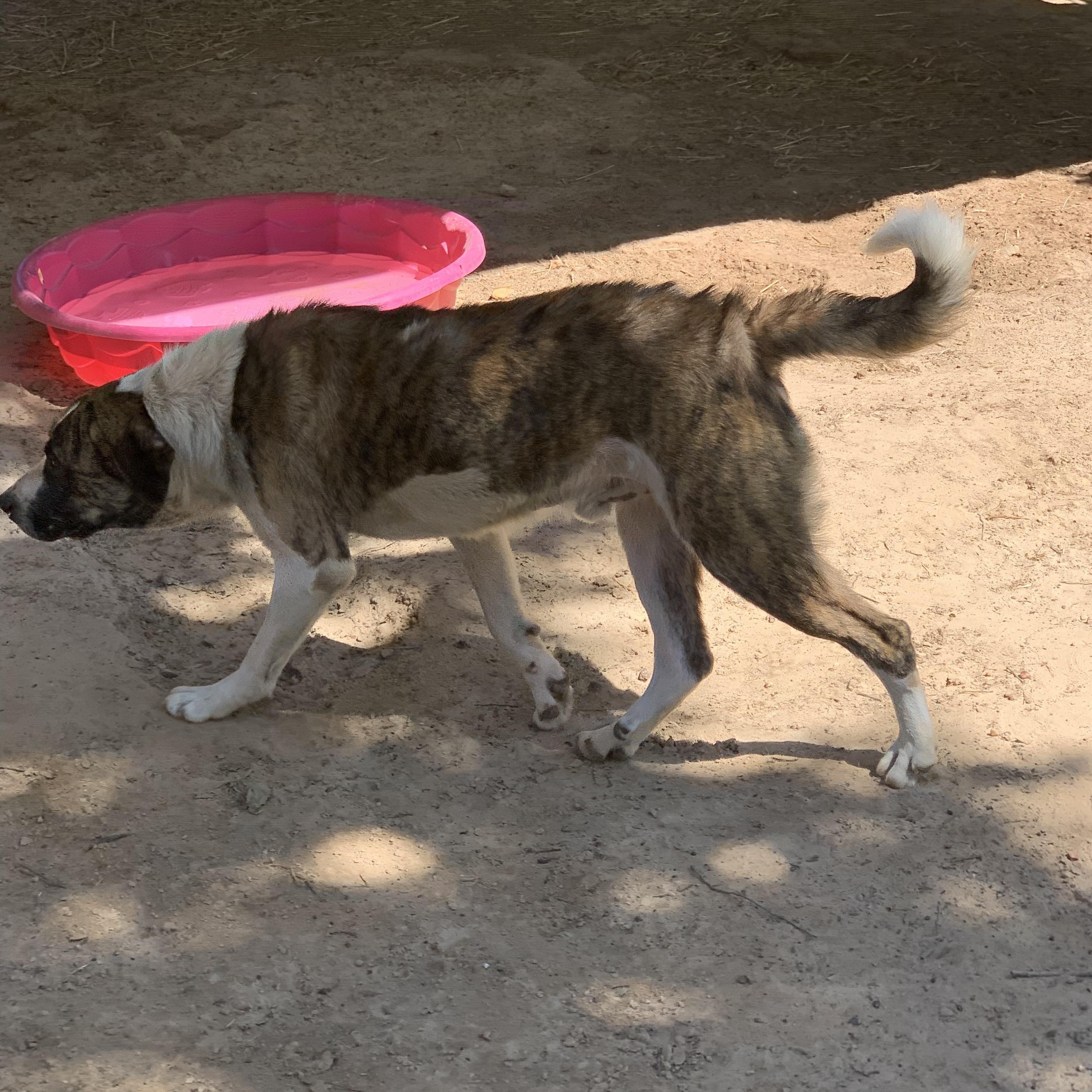 Beethoven, Adoptable, Young Male Anatolian Shepherd & Mixed Breed.