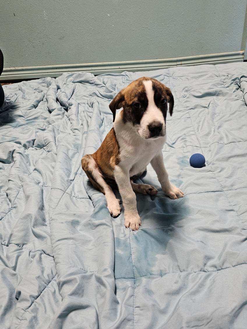 Enlarge Beethoven, a Adoptable mixed breed in Hearne, TX image 2/3