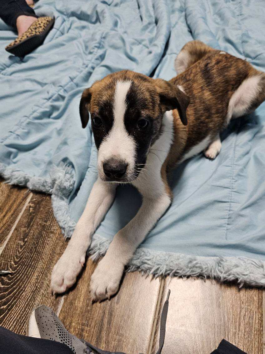 Beethoven, Baby Male unknown