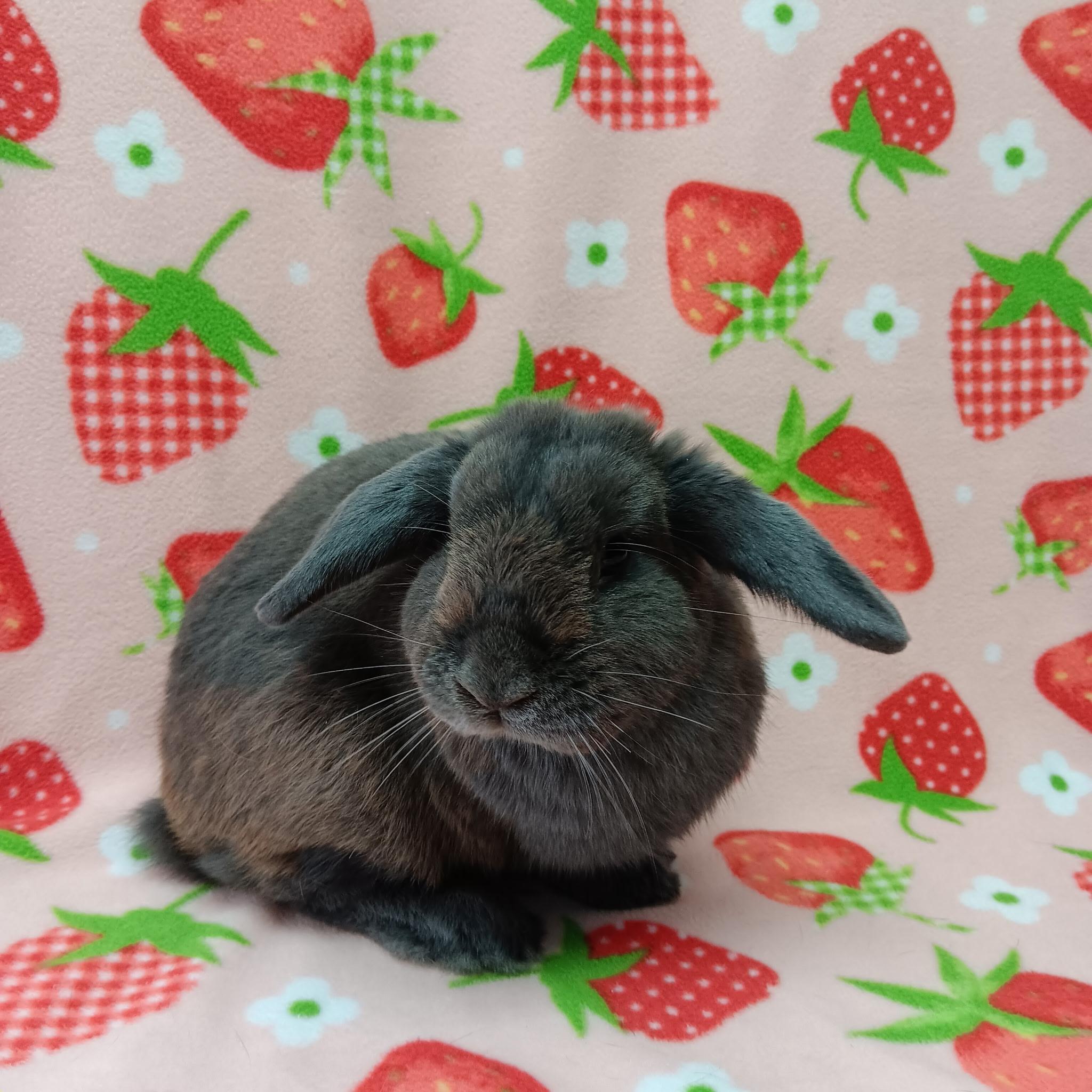 Bluey, adopted, Adult Male Lop Eared.