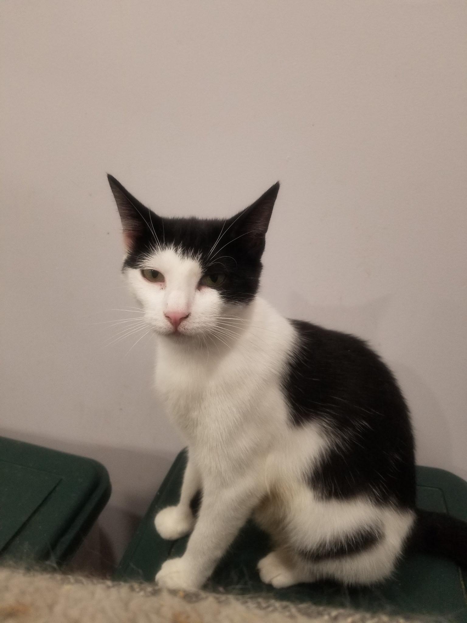 Enlarge Luna, a Adoptable American Shorthair in Brooklyn, NY image 1/2