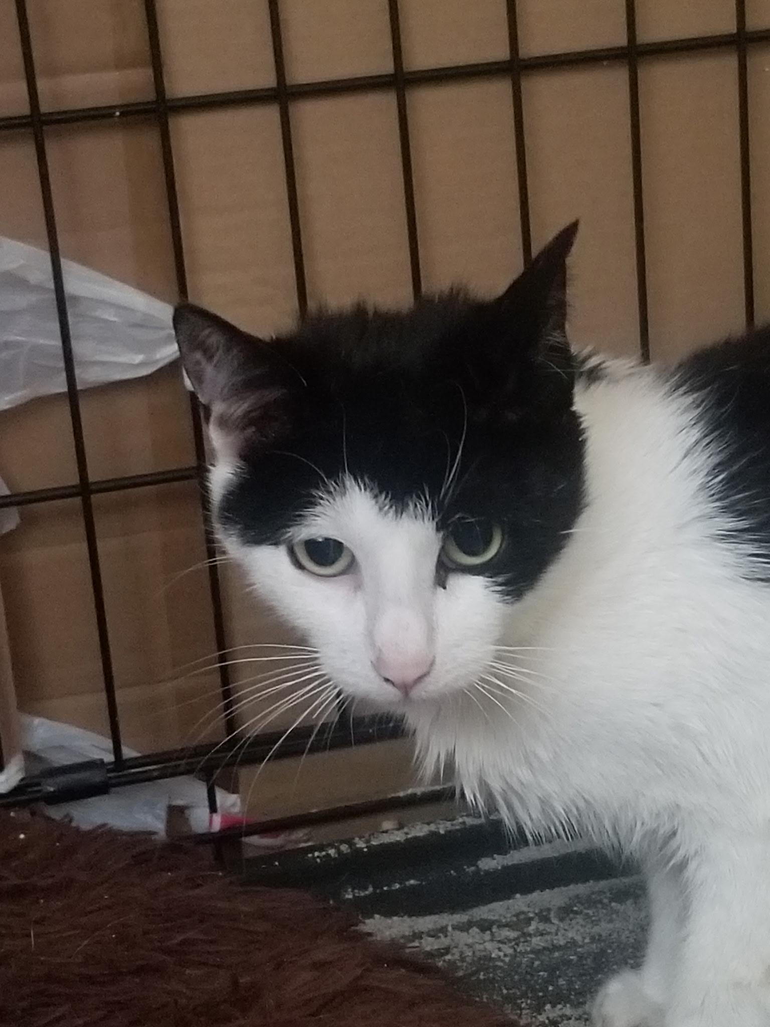 Enlarge Luna, a Adoptable American Shorthair in Brooklyn, NY image 2/2