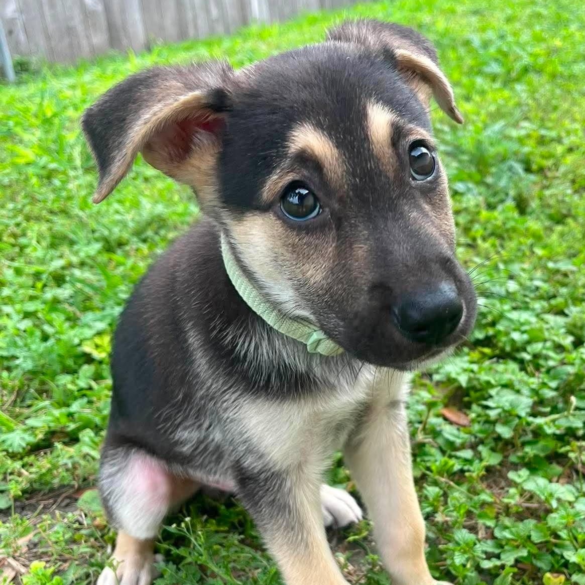 Kirby, an adopted mixed breed in New Haven, CT image 6/6