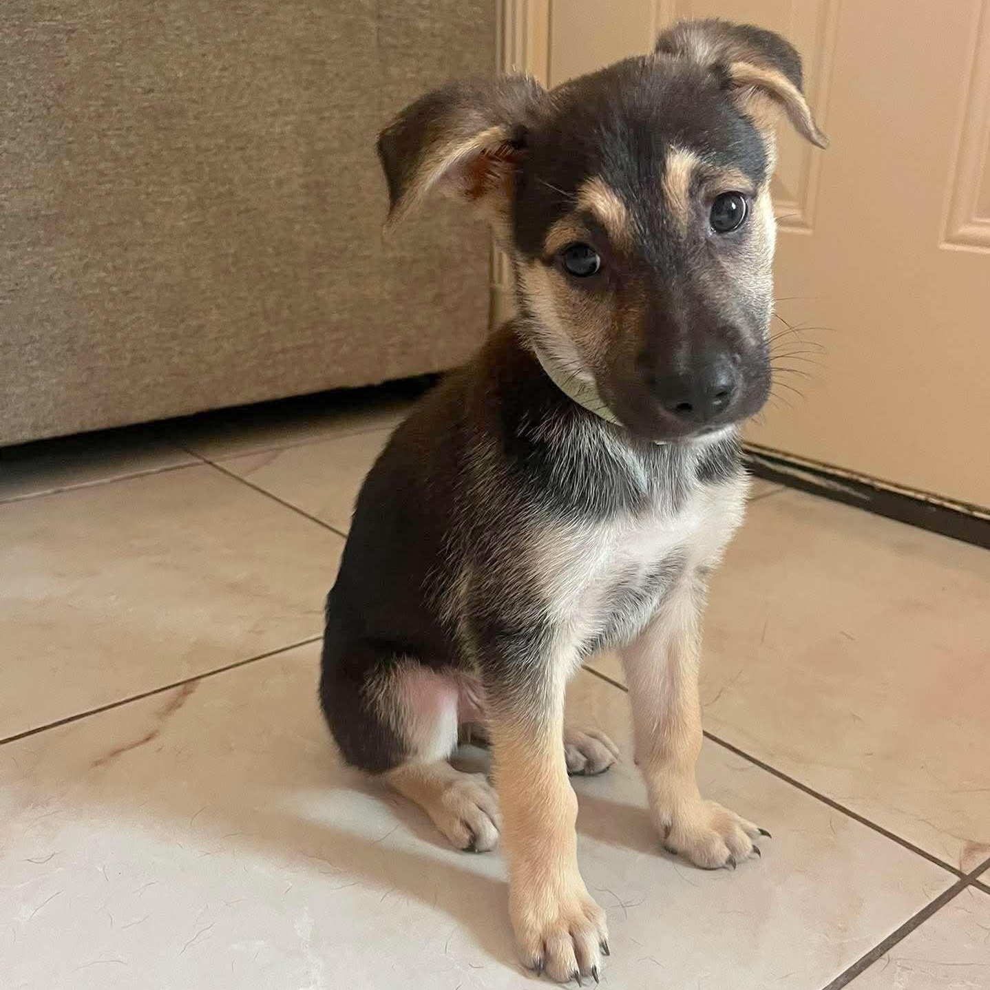 Kirby, an adopted mixed breed in New Haven, CT image 2/6