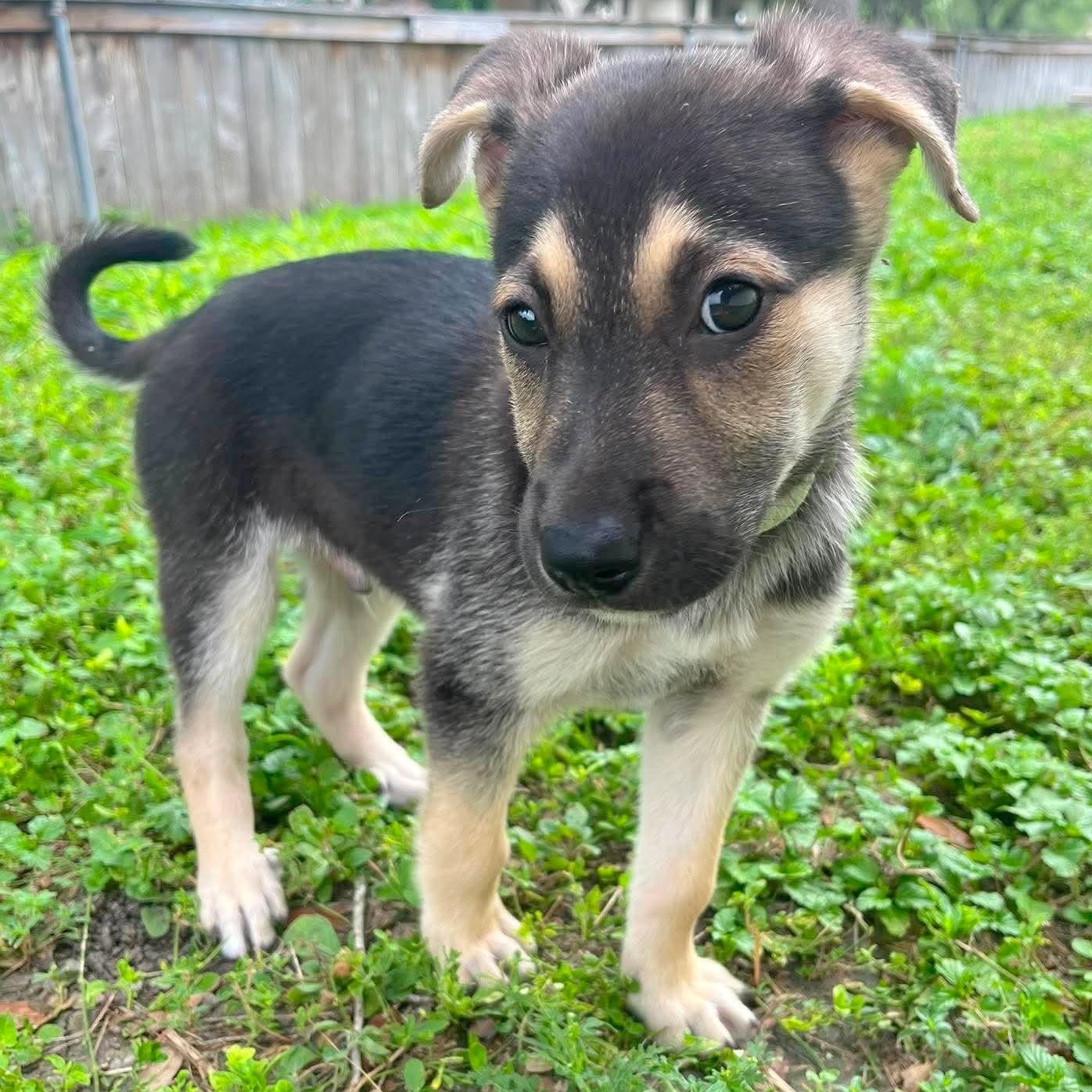 Kirby, an adopted mixed breed in New Haven, CT image 1/6