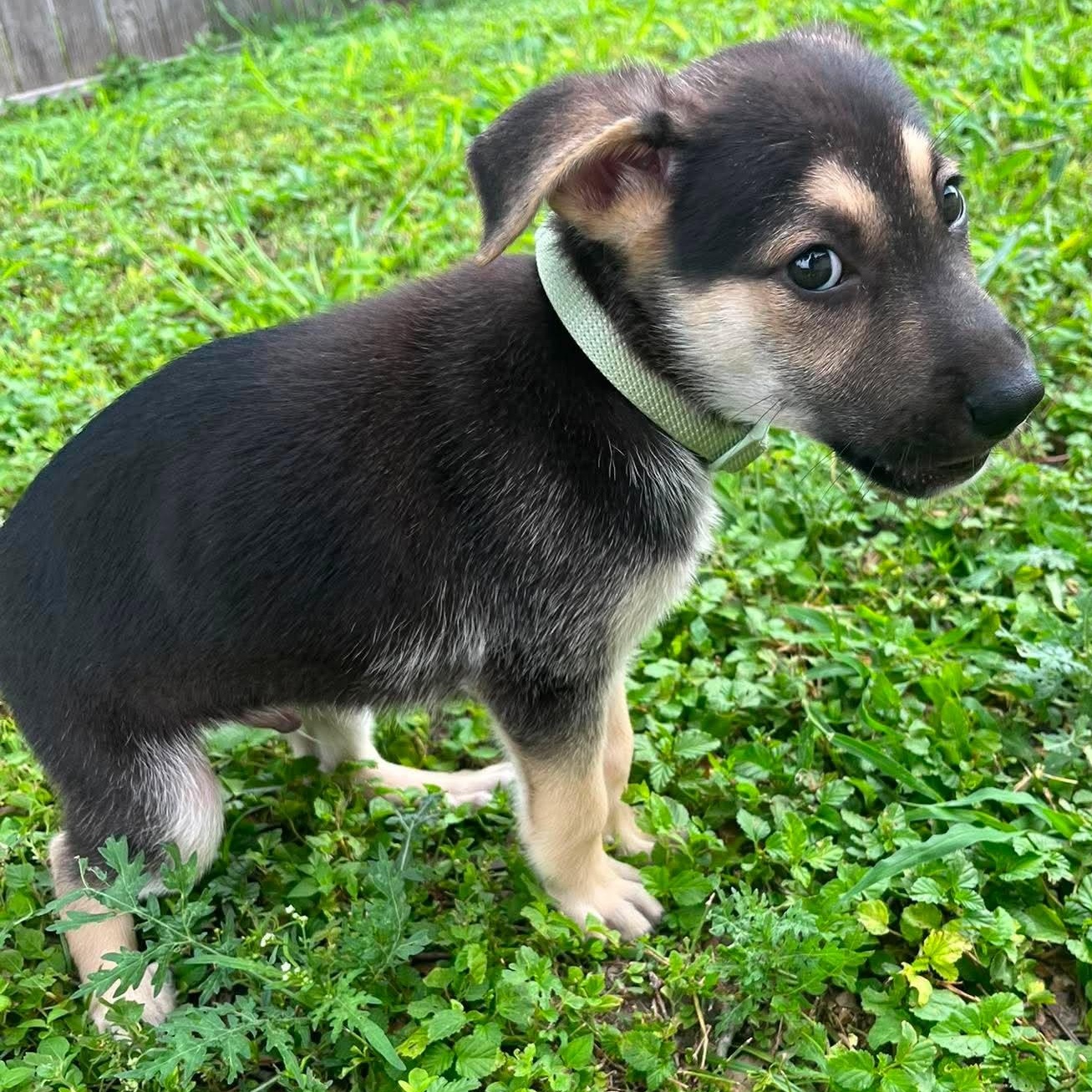 Kirby, an adopted mixed breed in New Haven, CT image 3/6