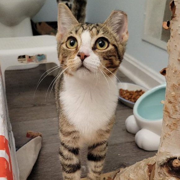 Enlarge Larry (Male)  , a Adoptable Tabby in Louisville, KY image 1/6