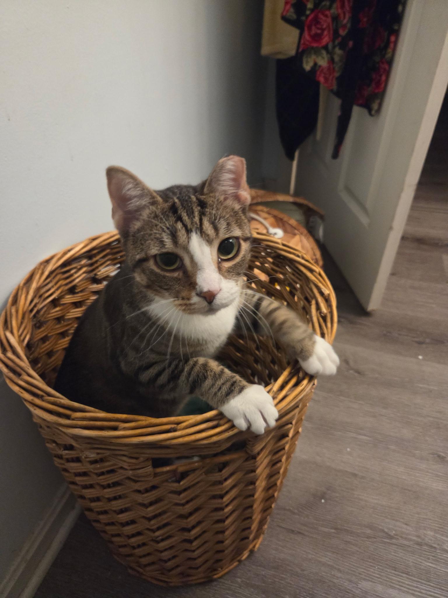 Enlarge Larry (Male)  , a Adoptable Tabby in Louisville, KY image 4/6