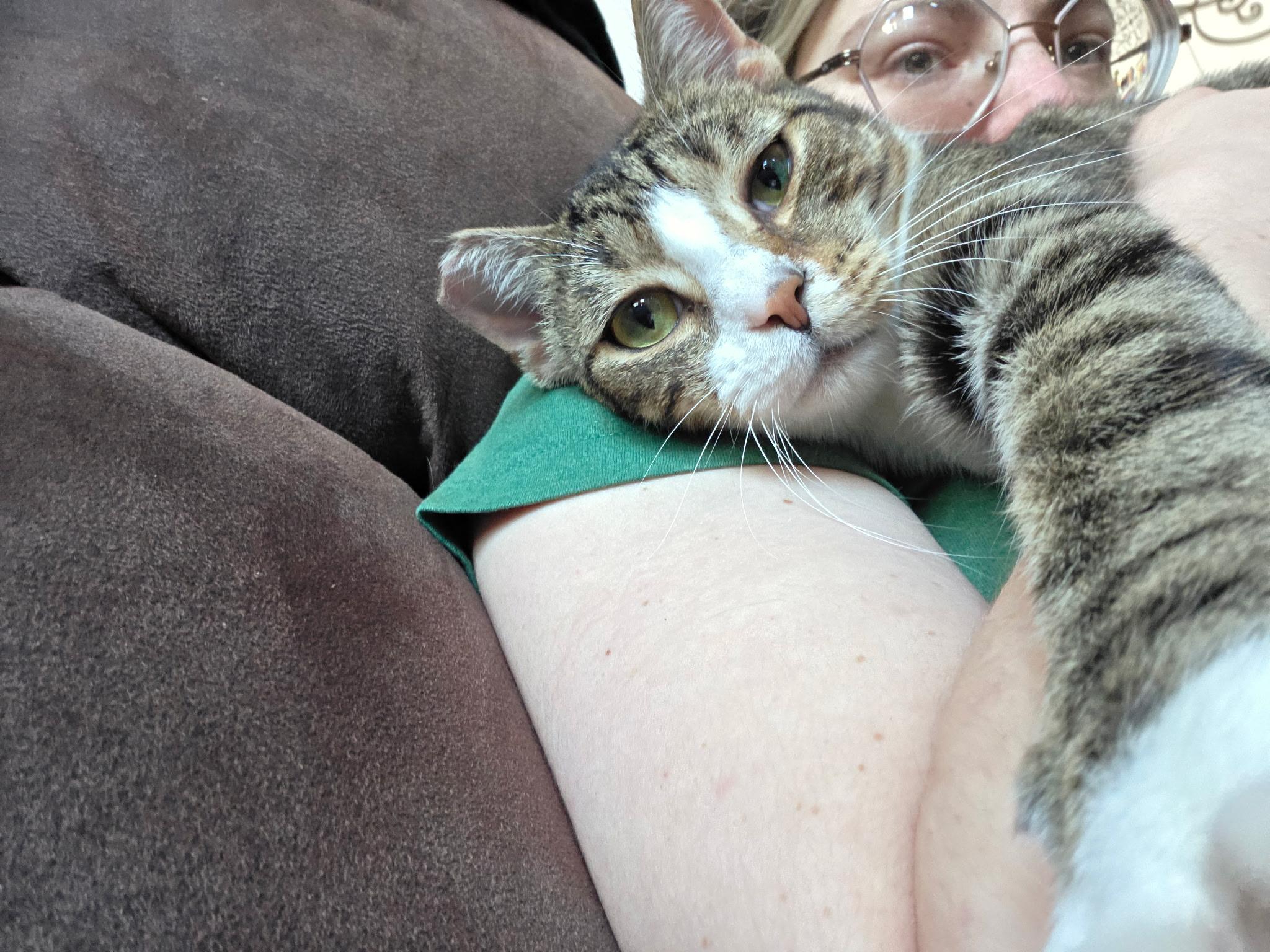 Enlarge Larry (Male)  , a Adoptable Tabby in Louisville, KY image 2/6