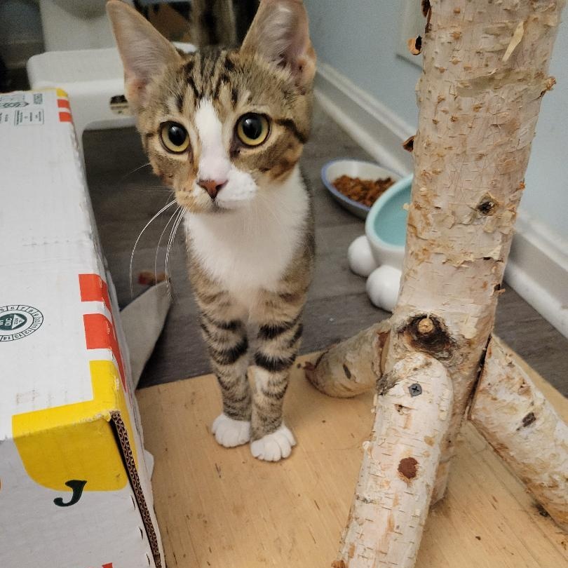 Enlarge Larry (Male)  , a Adoptable Tabby in Louisville, KY image 5/6