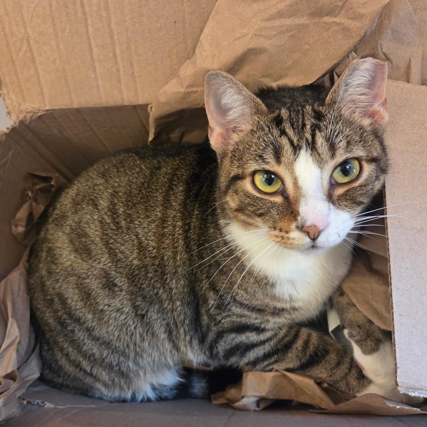 Enlarge Larry (Male)  , a Adoptable Tabby in Louisville, KY image 3/6