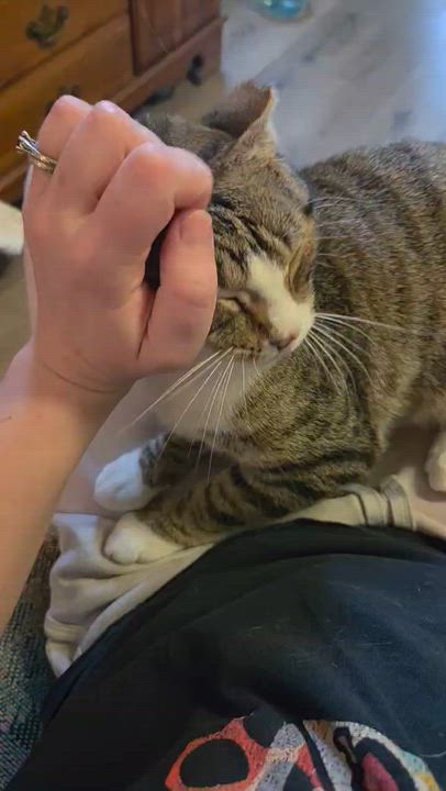 Enlarge Larry (Male)  , a Adoptable Tabby in Louisville, KY video 6/6