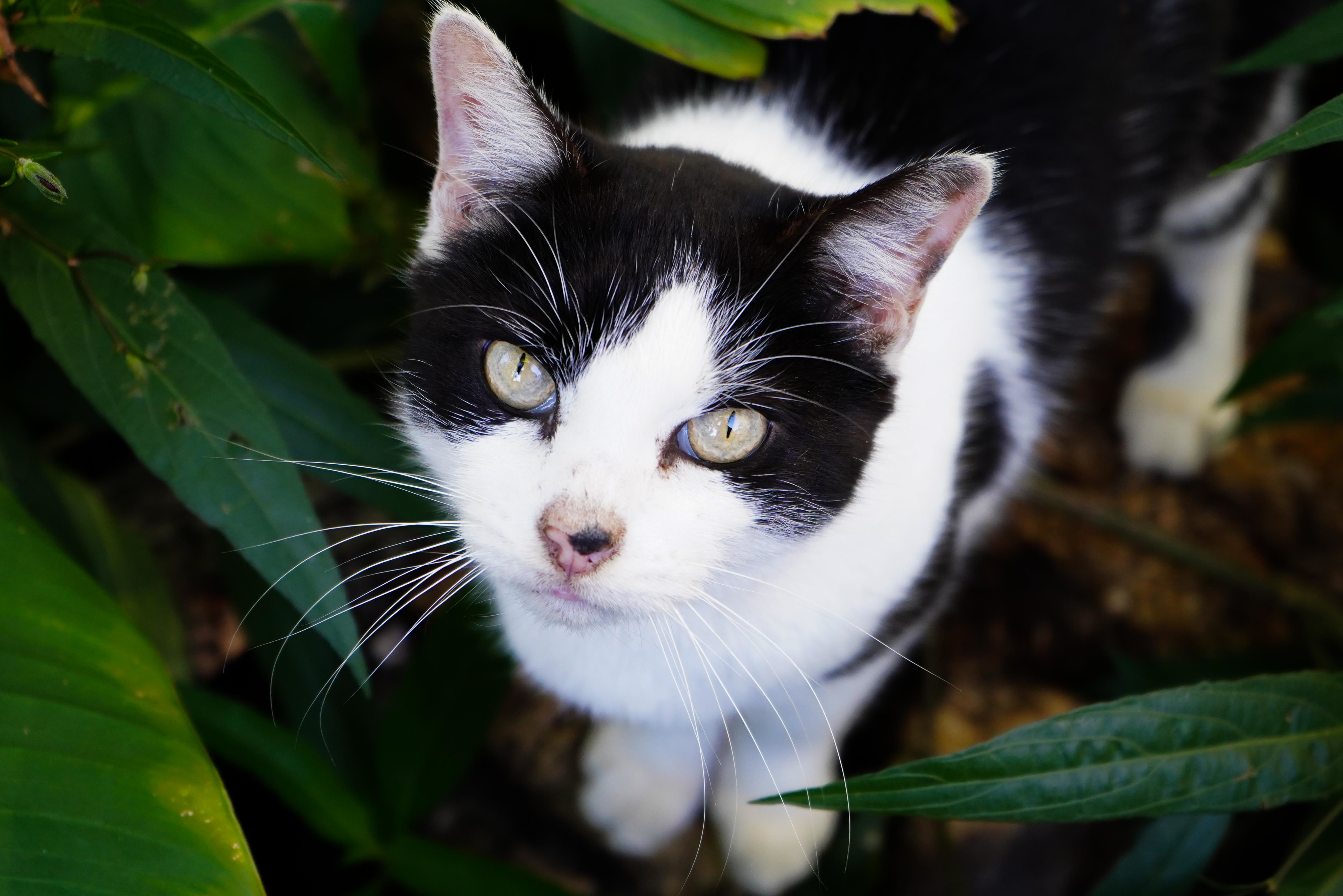 Mama Dunn, Adoptable, Senior Female Domestic Short Hair.