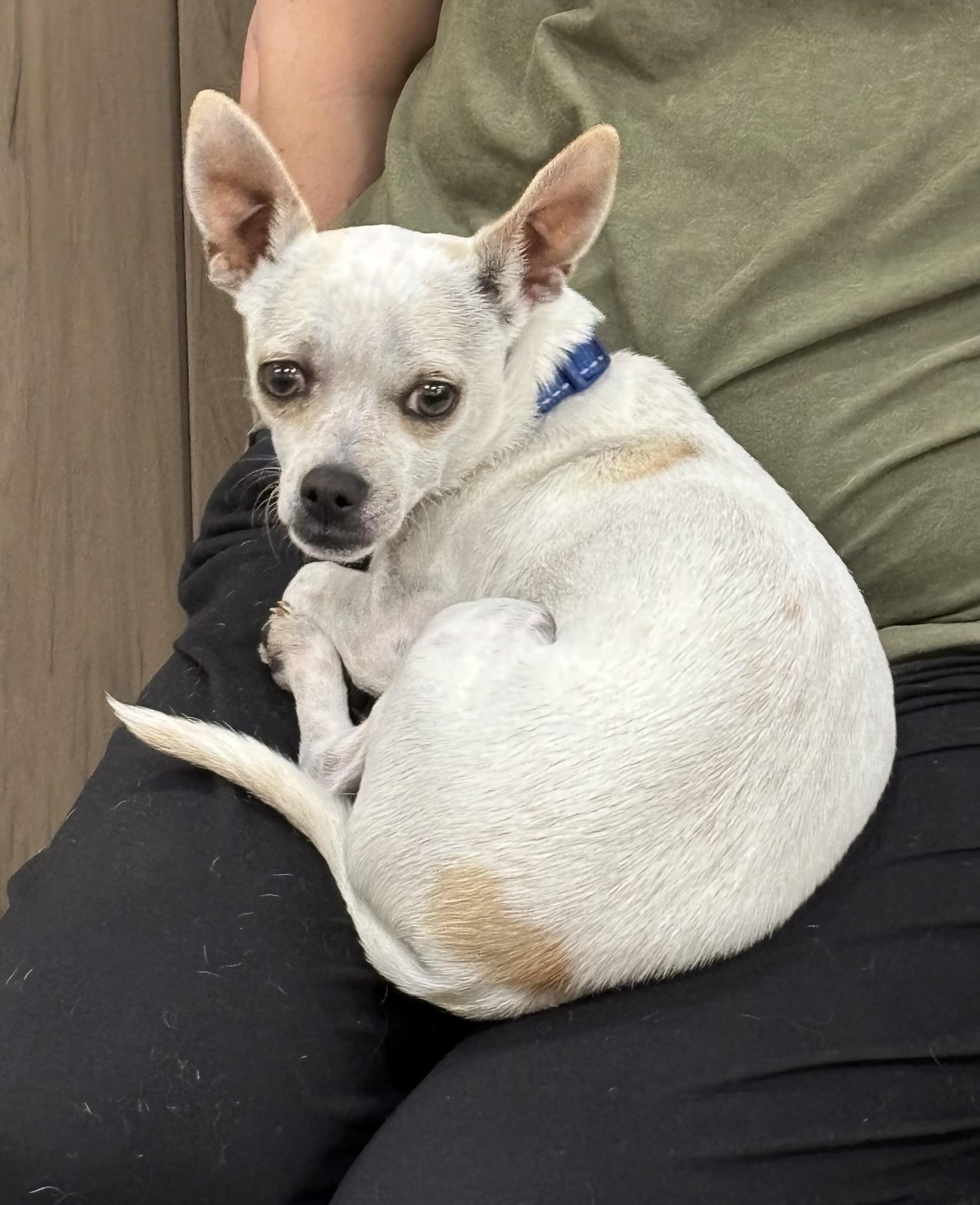 Tom Sawyer, ADOPTABLE, Puppy Male Chihuahua.
