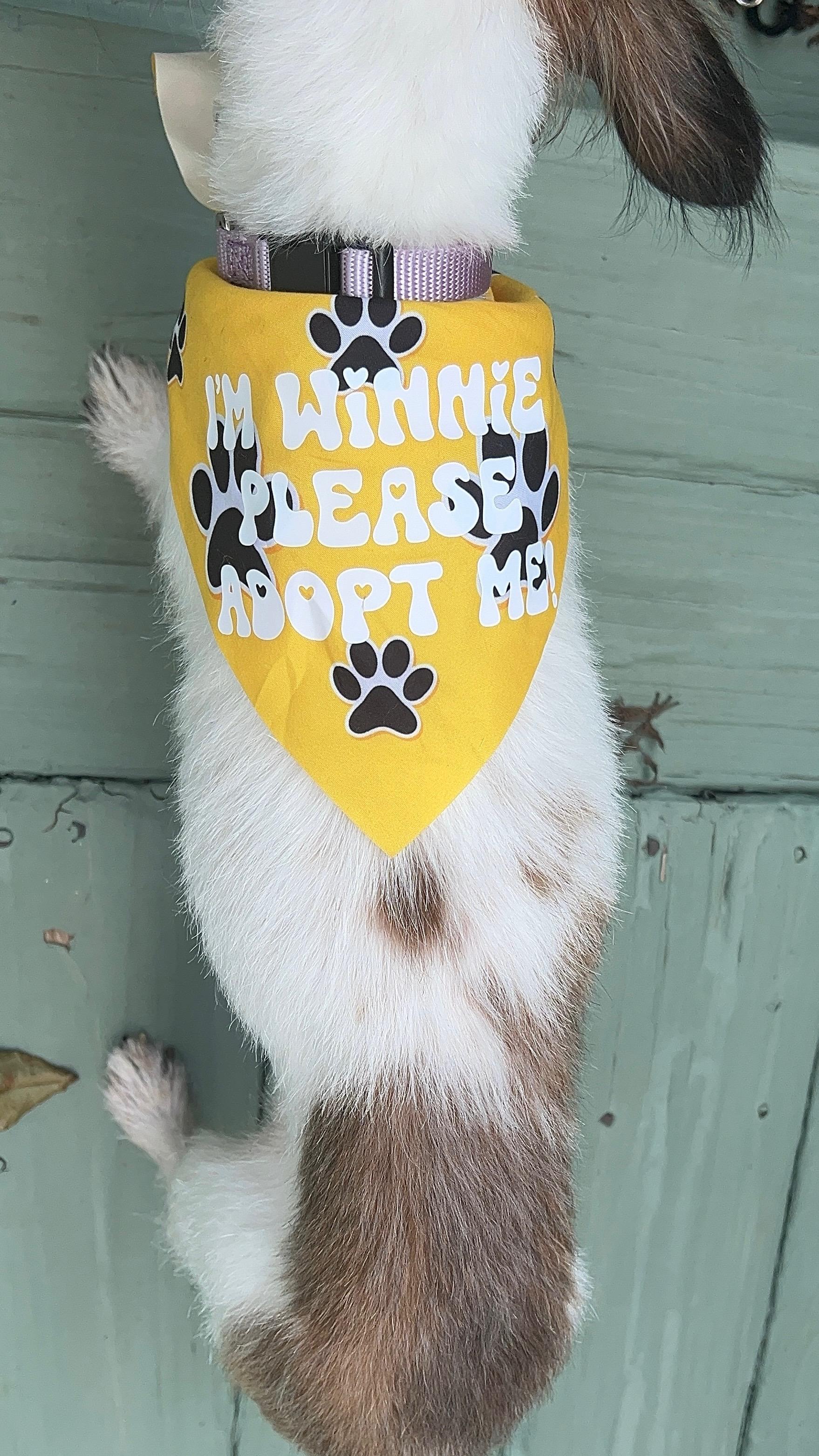 Enlarge Winnie, an adopted mixed breed in Atlanta, GA image 4/5