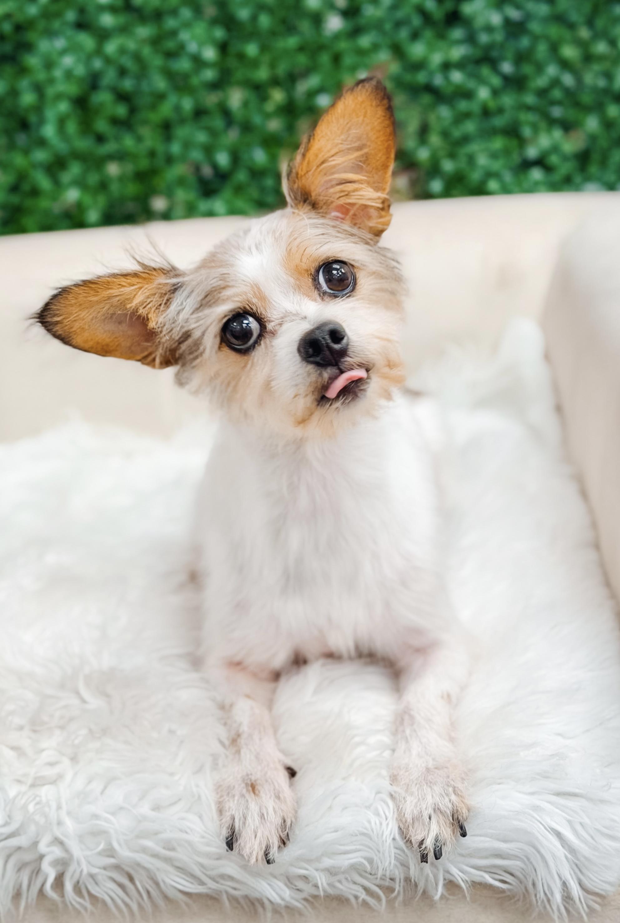 Winnie, adopted, Adult Female Yorkshire Terrier.
