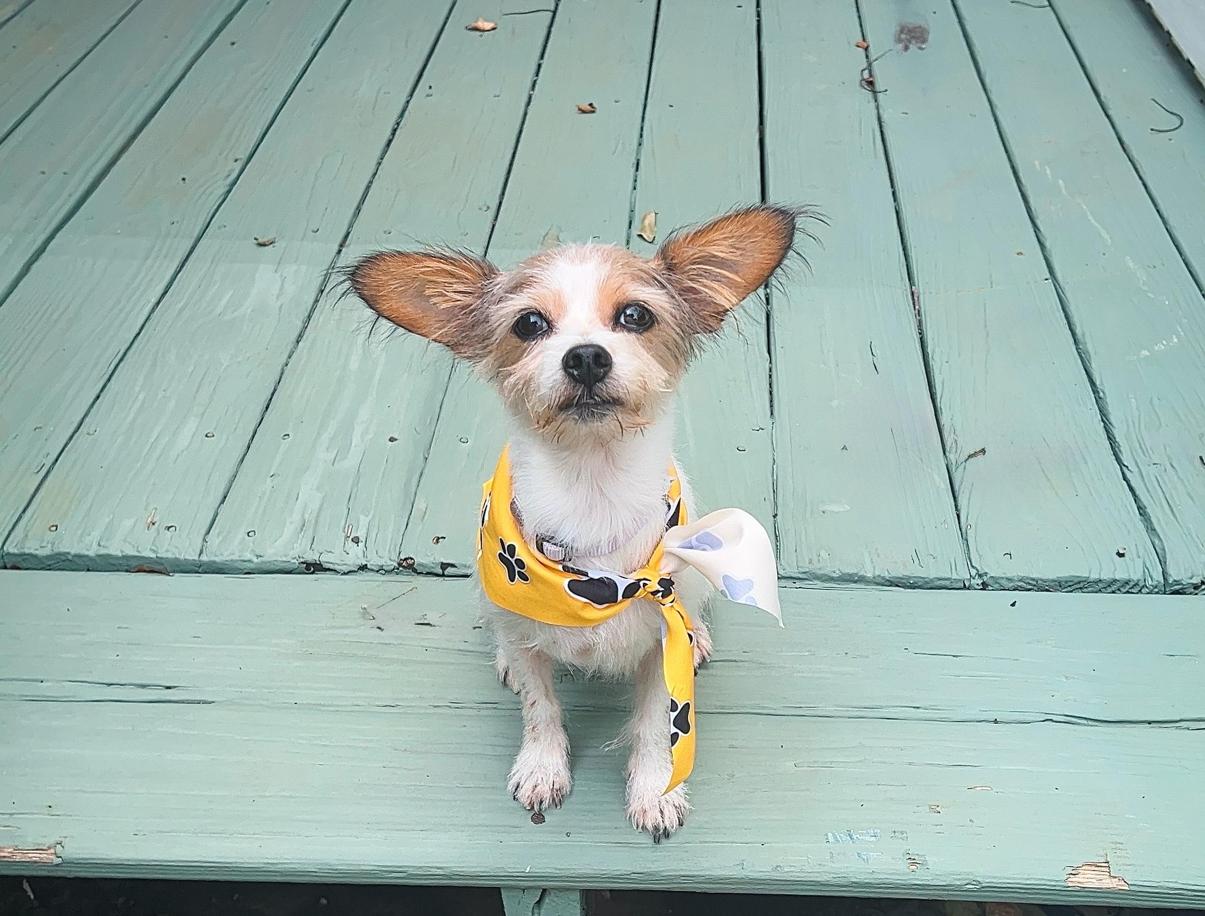 Enlarge Winnie, an adopted mixed breed in Atlanta, GA image 3/5