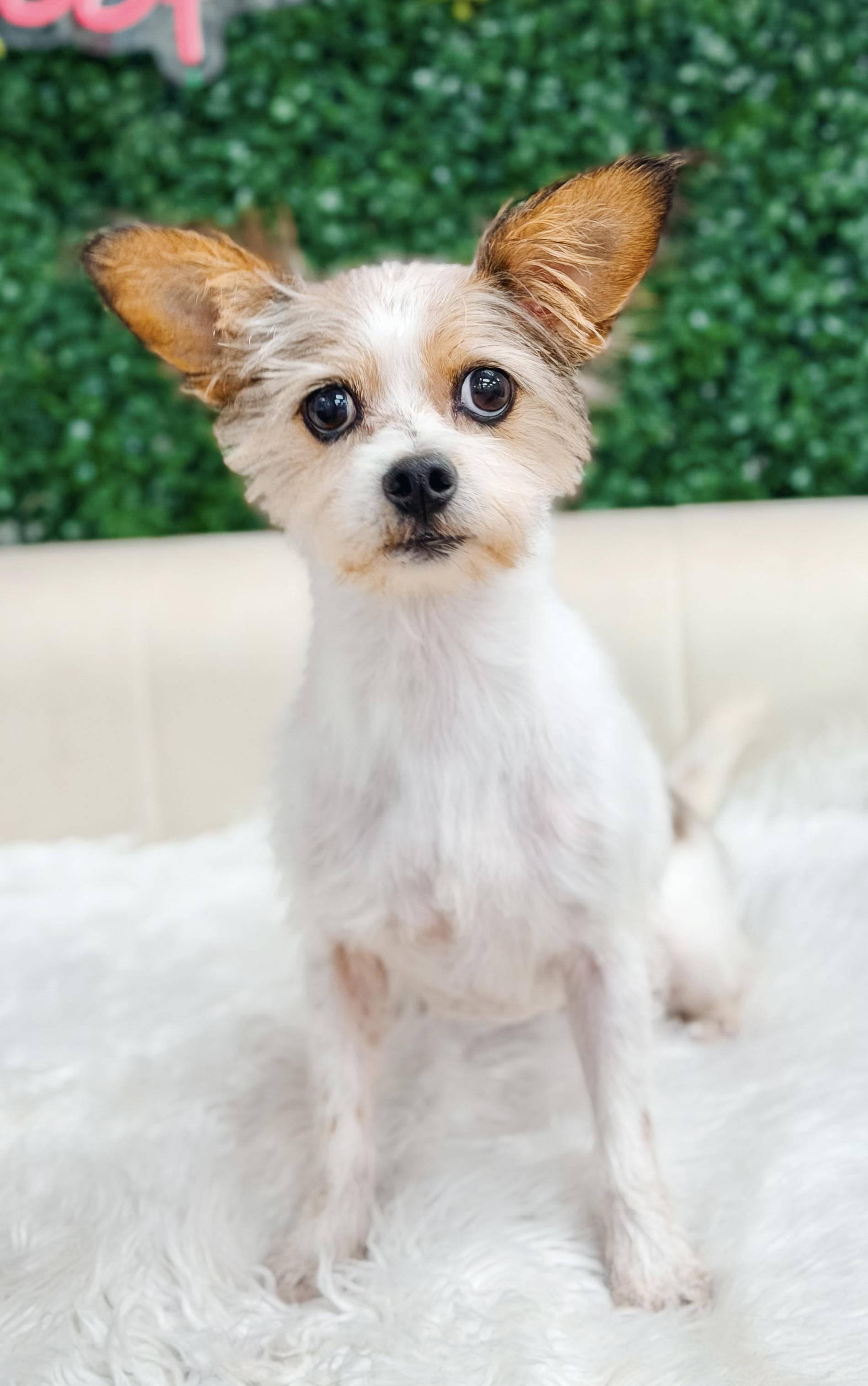 Enlarge Winnie, an adopted mixed breed in Atlanta, GA image 2/5