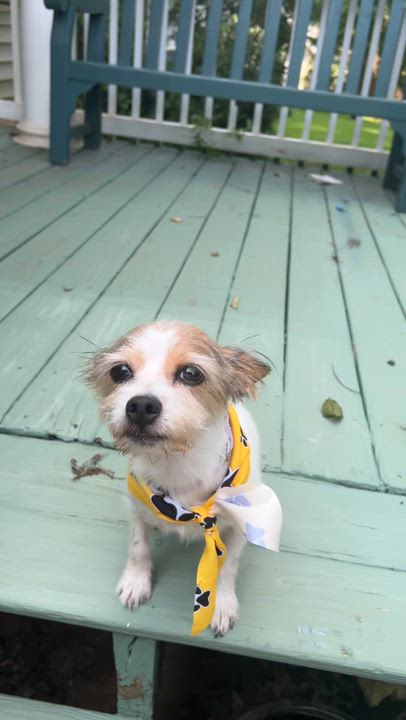 Enlarge Winnie, an adopted mixed breed in Atlanta, GA video 5/5