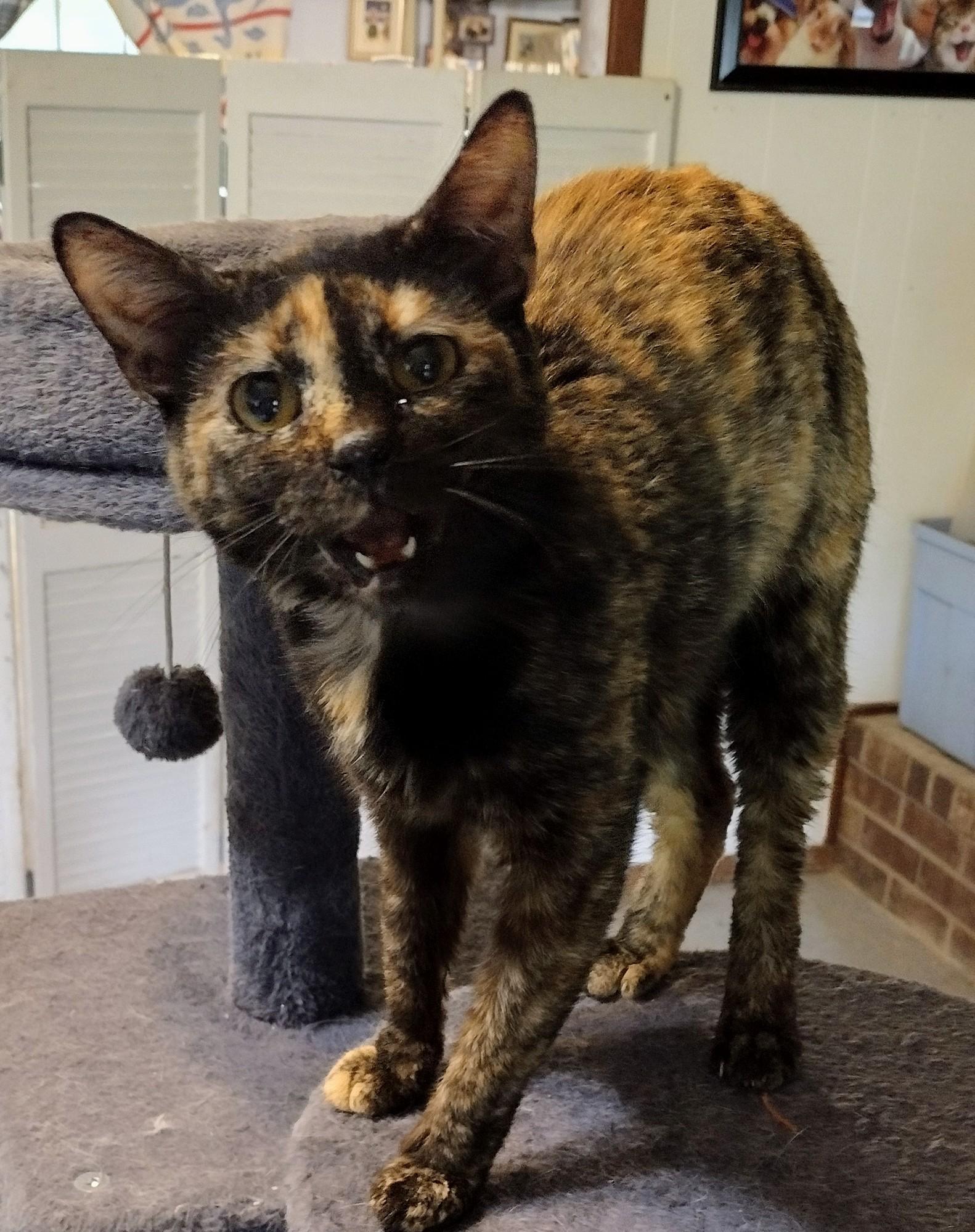 Enlarge Tortie, an adopted Domestic Short Hair in Mineola, TX image 1/1