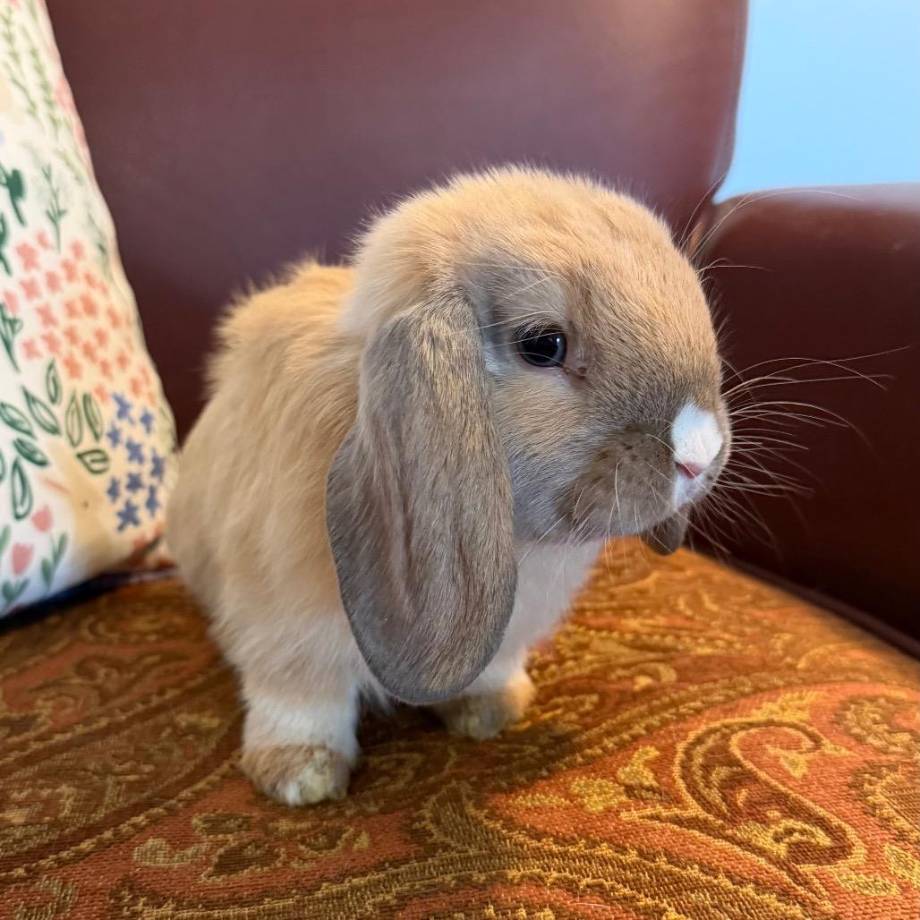 Ren, Adoptable, Baby Male Mini Lop.