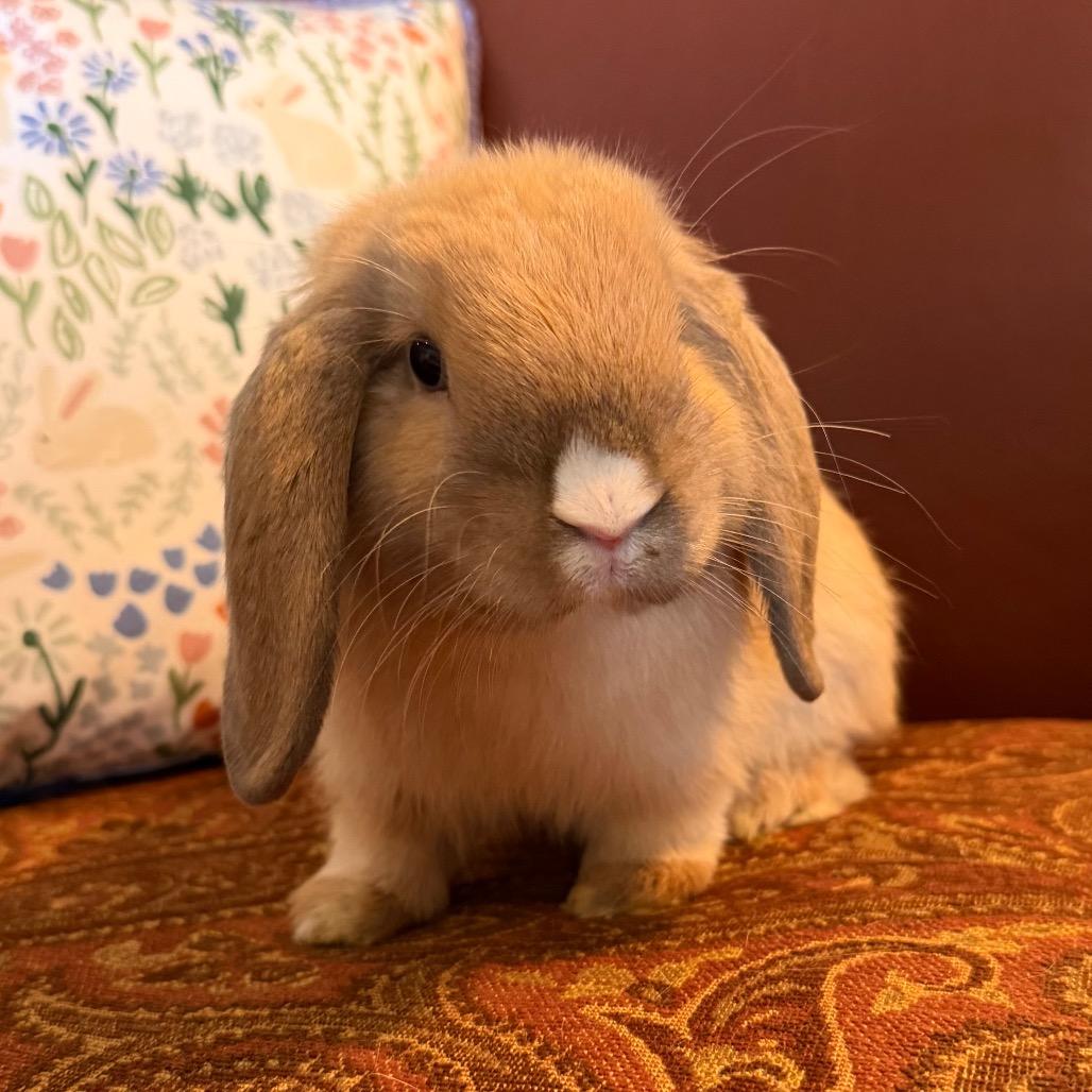 Enlarge Ren, a Adoptable Mini Lop in Baltimore, MD image 2/2