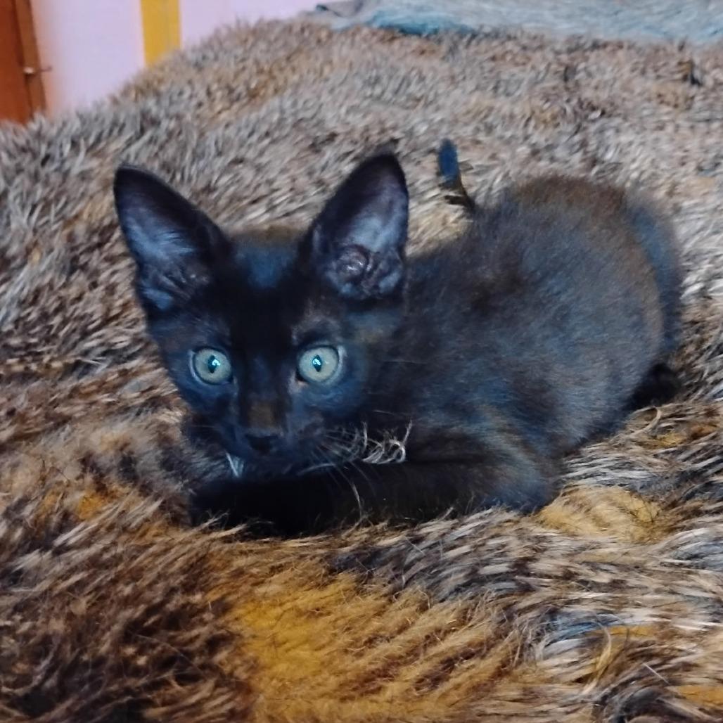 Enlarge Stormy F-21604, a Adoptable Domestic Short Hair in Oklahoma City, OK image 1/2