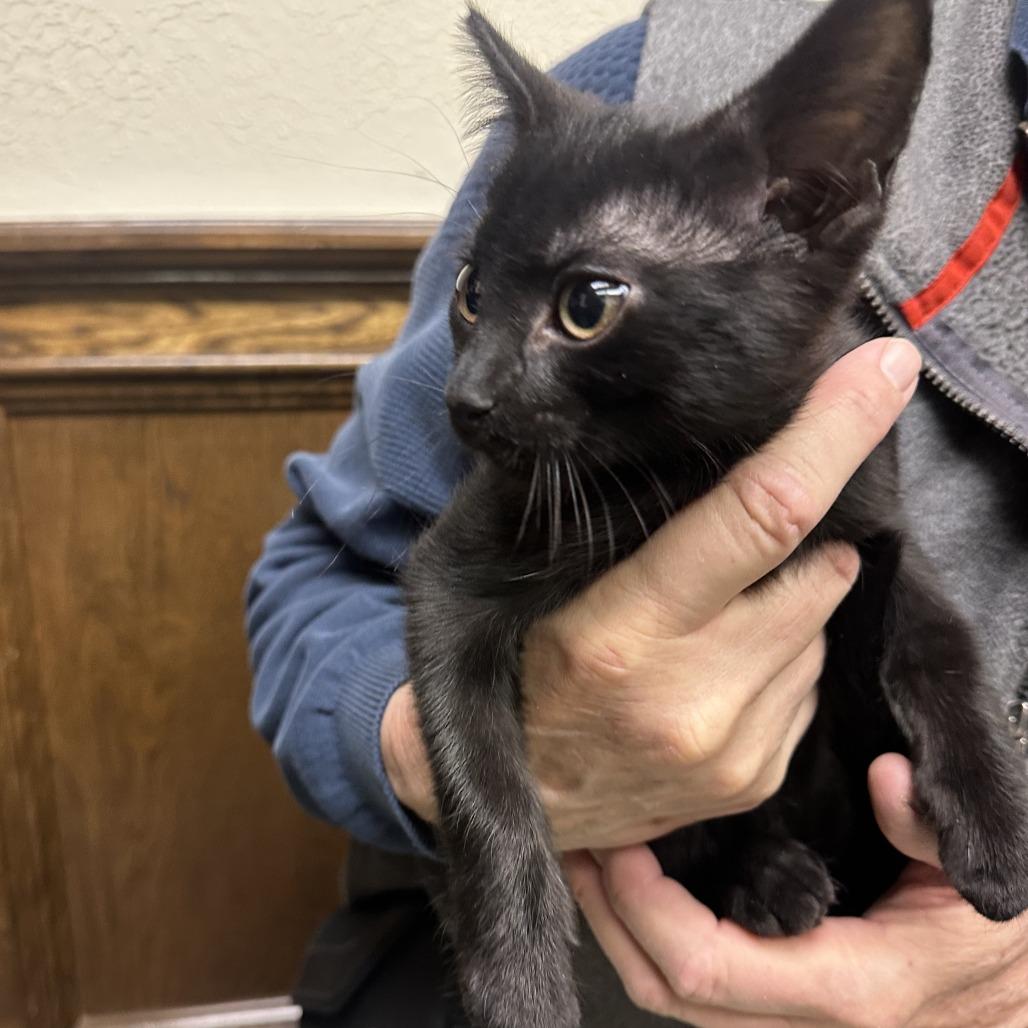 Enlarge Stormy F-21604, a Adoptable Domestic Short Hair in Oklahoma City, OK image 2/2