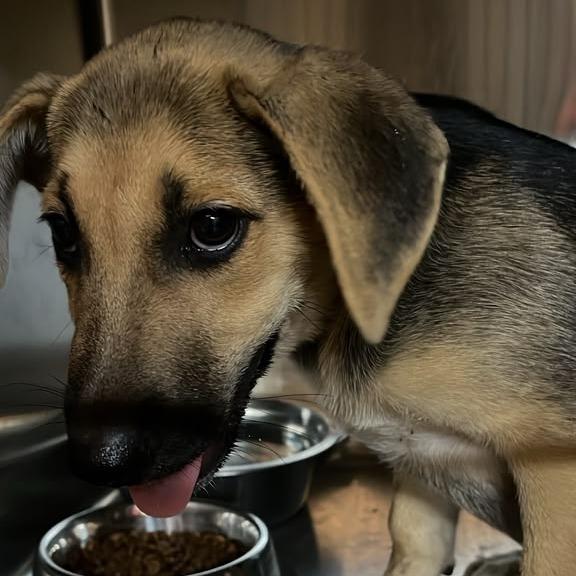 Manson, Adoptable, Puppy Male German Shepherd Dog.