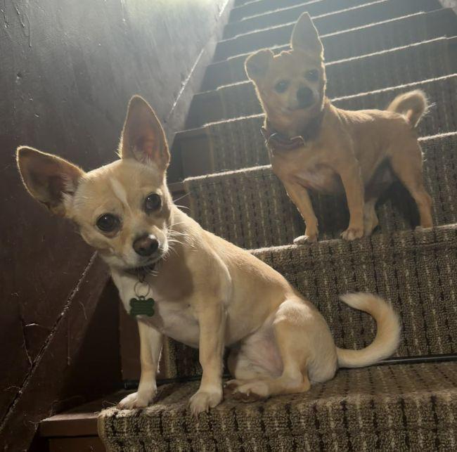 Tori Lyn & Tisa Kay (Courtesy Post), adopted, Adult Female Chihuahua.