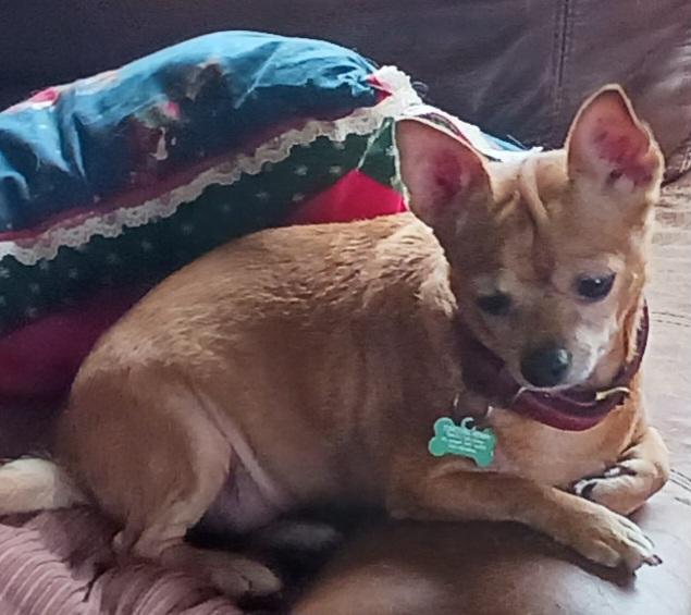 Enlarge Tori Lyn & Tisa Kay (Courtesy Post), an adopted mixed breed in Parkville, MO image 3/5