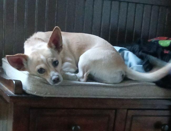 Enlarge Tori Lyn & Tisa Kay (Courtesy Post), an adopted mixed breed in Parkville, MO image 4/5