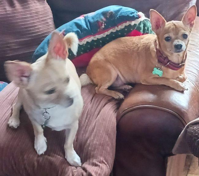 Enlarge Tori Lyn & Tisa Kay (Courtesy Post), an adopted mixed breed in Parkville, MO image 2/5