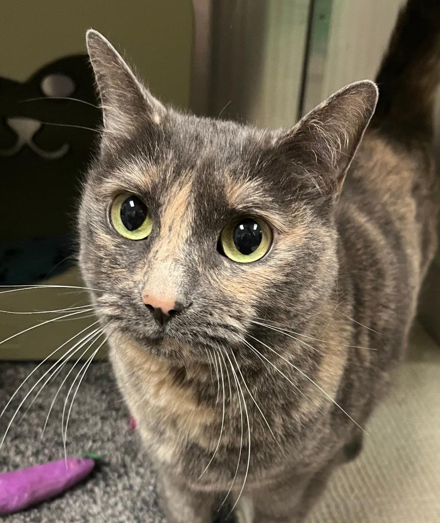 Enlarge Katiebird, a Adoptable mixed breed in Utica, MI image 1/1
