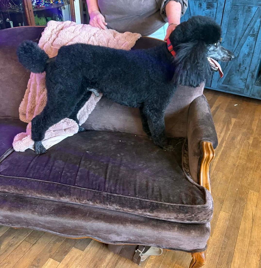 SPONSOR ME - Maximilian, Adoptable, Adult Male Standard Poodle.
