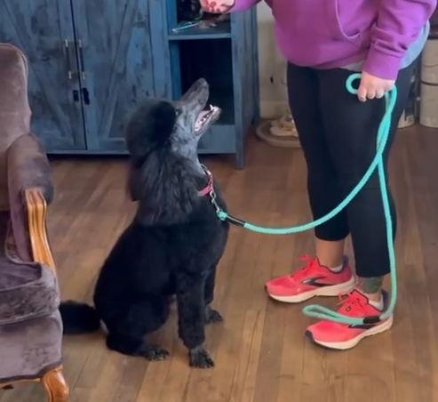 SPONSOR ME - Maximilian, a Adoptable Standard Poodle in Grafton, WI image 2/2