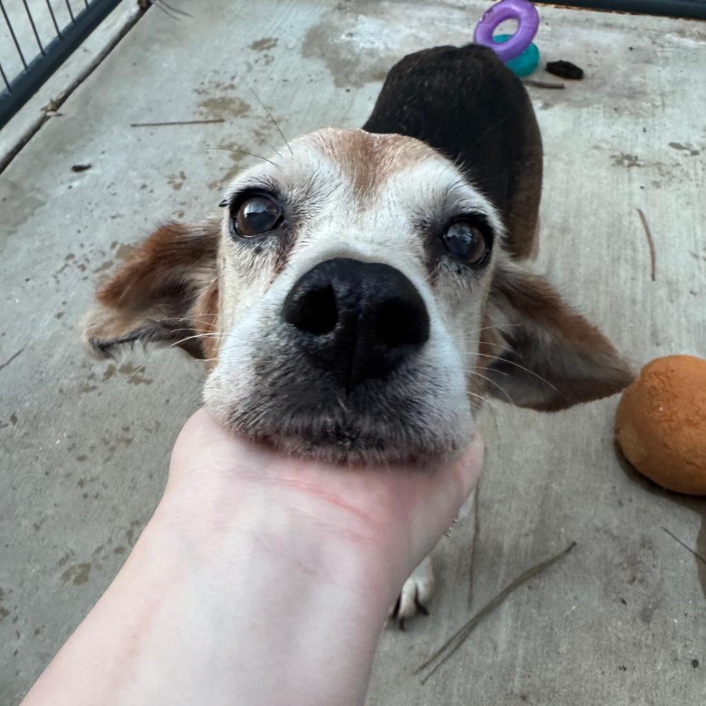 Barb — thumbnail 2