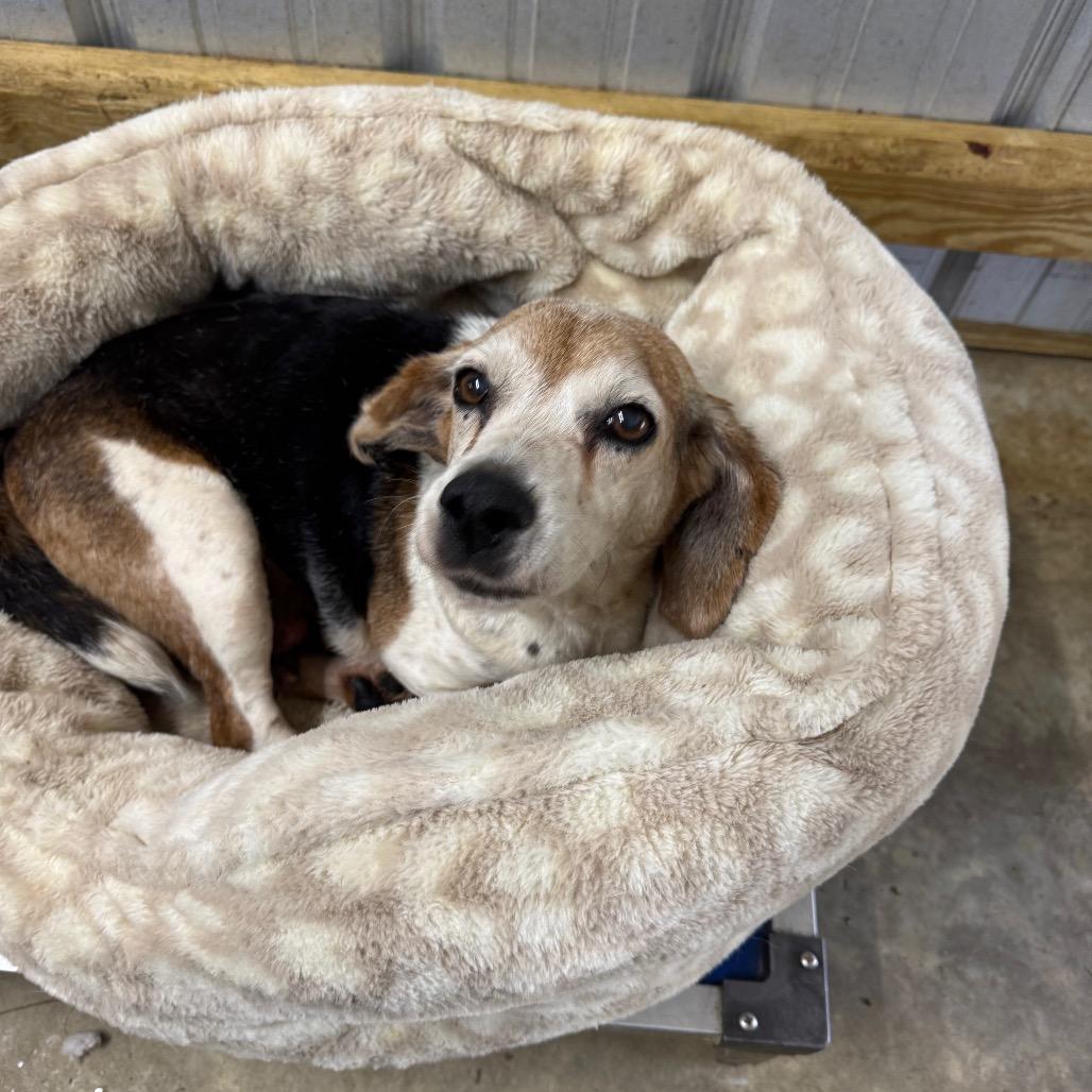 Barb — thumbnail 3