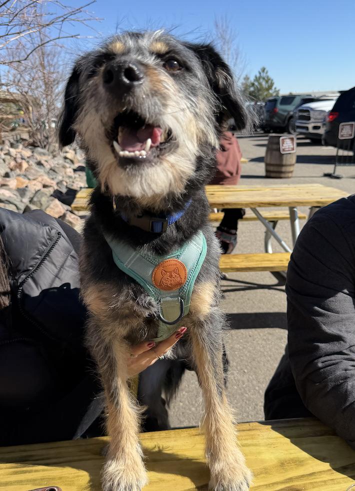 Enlarge Suki, a Adoptable Terrier in Denver, CO image 1/6