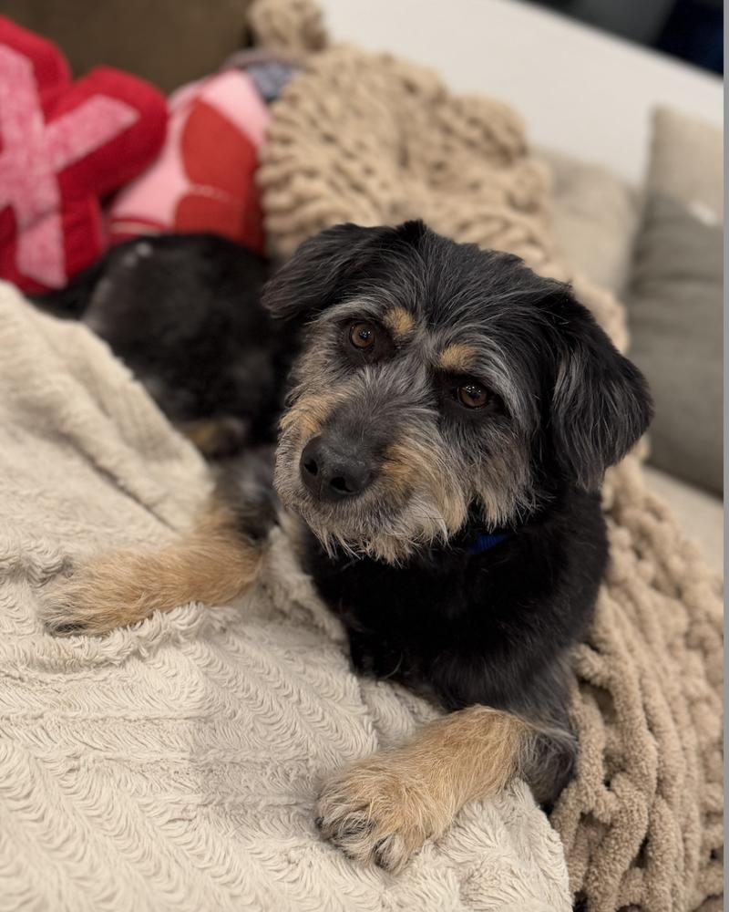 Enlarge Suki, a Adoptable Terrier in Denver, CO image 2/6