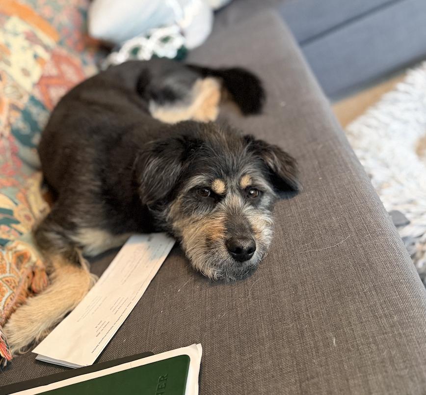 Enlarge Suki, a Adoptable Terrier in Denver, CO image 3/6