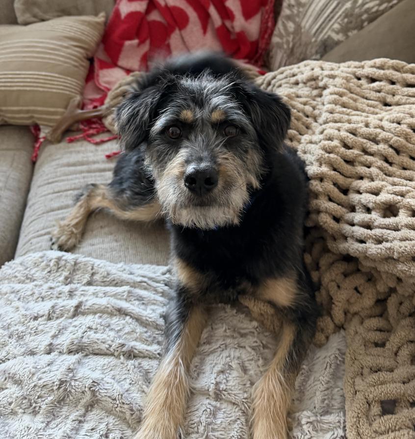 Enlarge Suki, a Adoptable Terrier in Denver, CO image 5/6