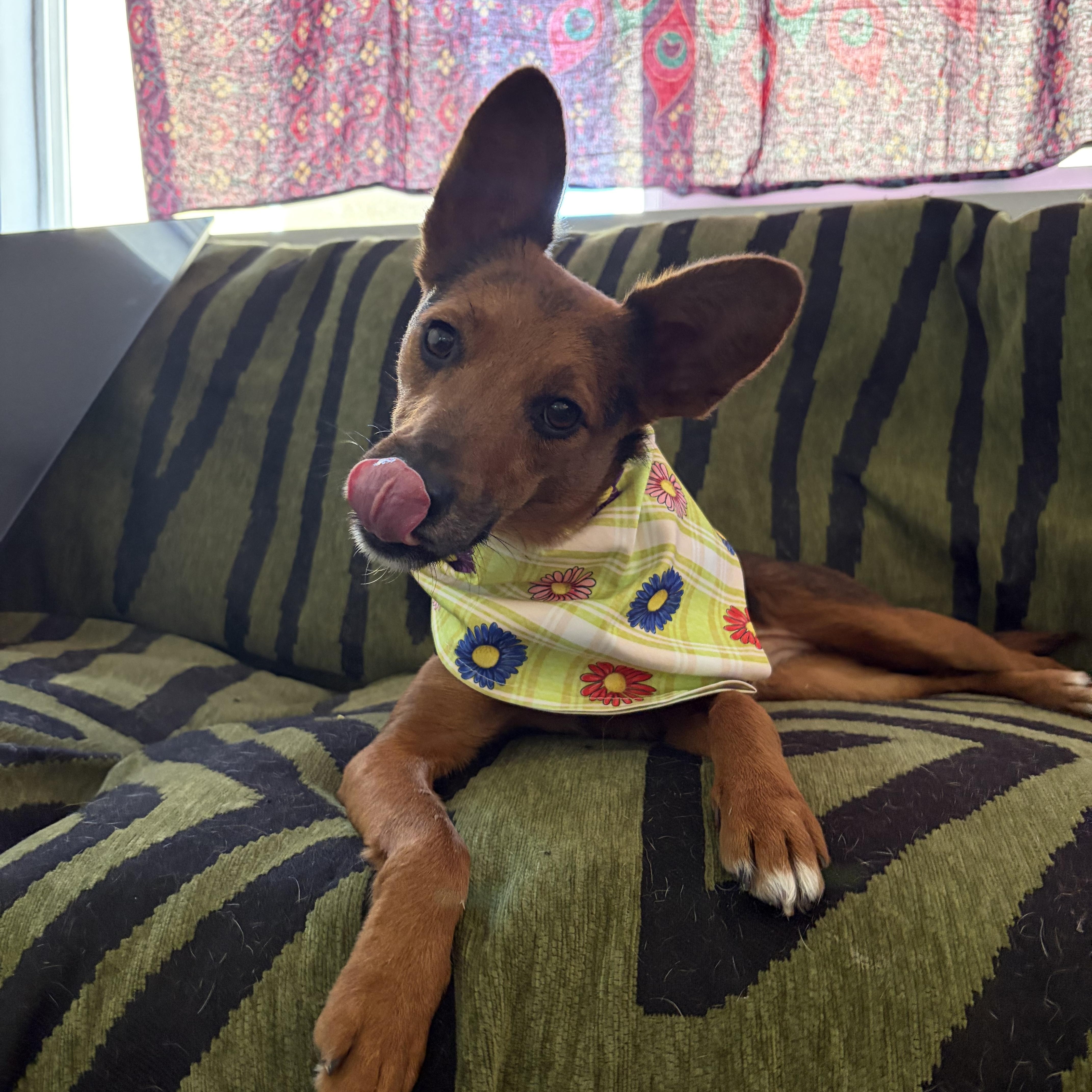 Enlarge Tula a.k.a Little Coyote, a Adoptable mixed breed in Murrieta, CA image 2/6