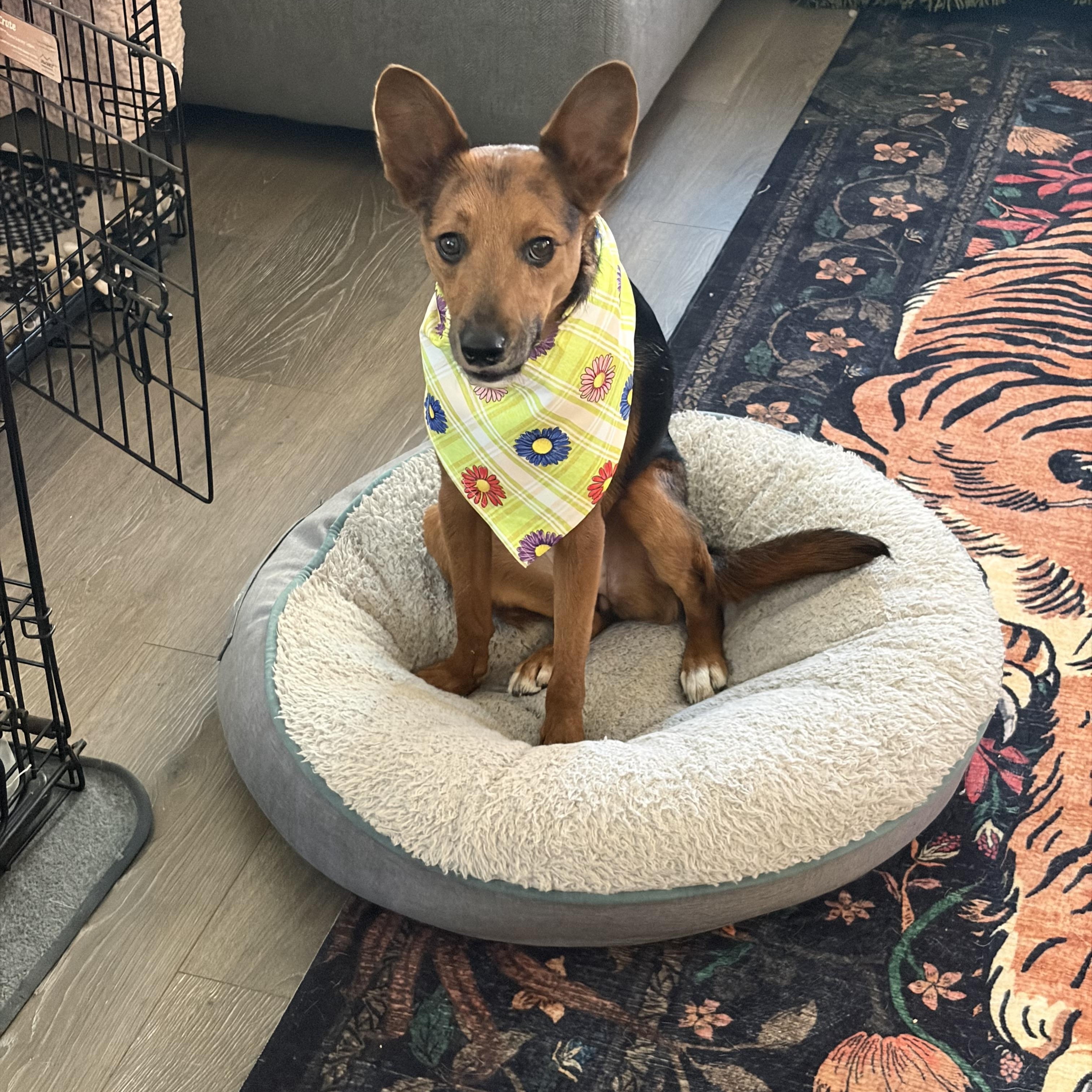 Enlarge Tula a.k.a Little Coyote, a Adoptable mixed breed in Murrieta, CA image 3/6
