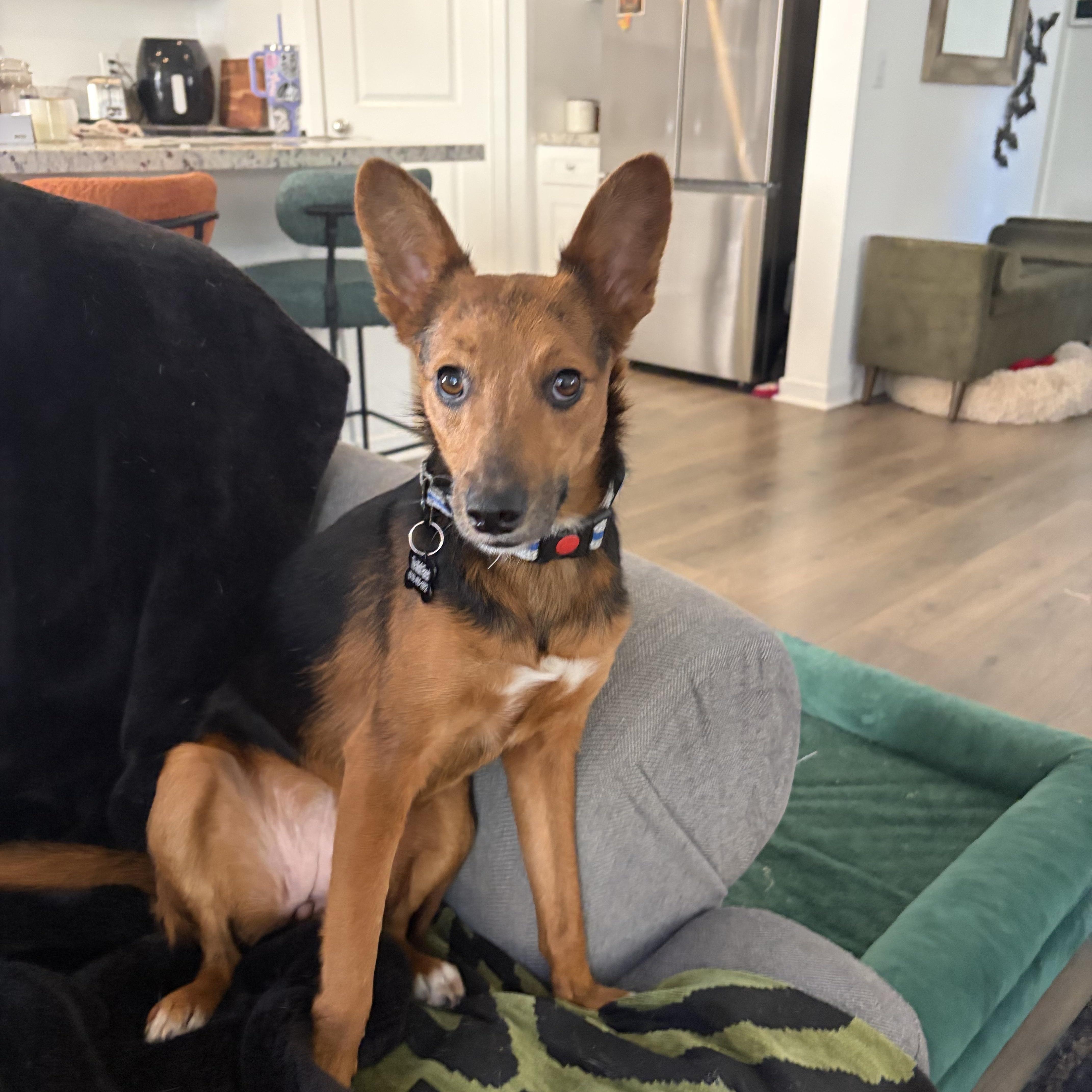 Enlarge Tula a.k.a Little Coyote, a Adoptable mixed breed in Murrieta, CA image 5/6