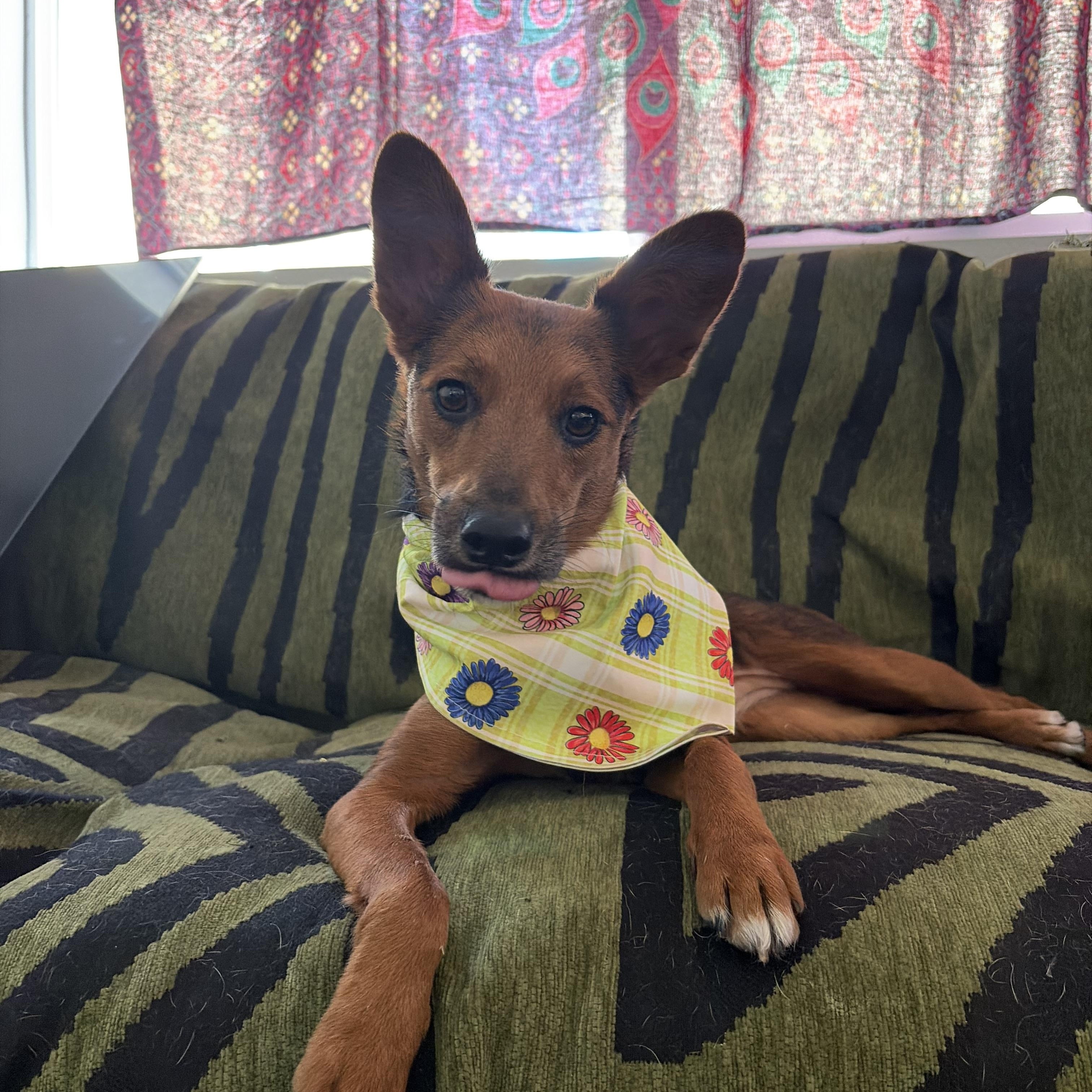 Enlarge Tula a.k.a Little Coyote, a Adoptable mixed breed in Murrieta, CA image 1/6