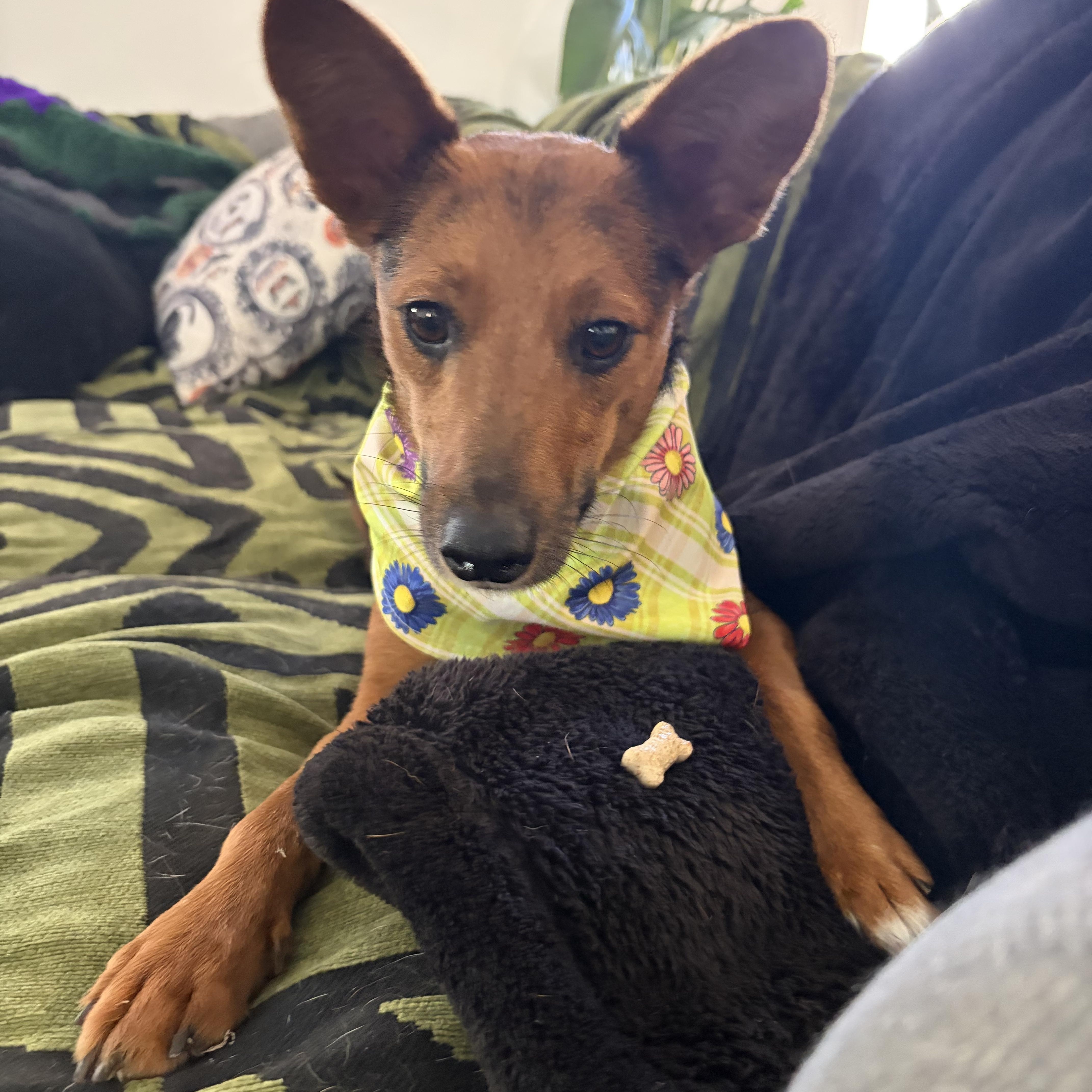 Enlarge Tula a.k.a Little Coyote, a Adoptable mixed breed in Murrieta, CA image 6/6